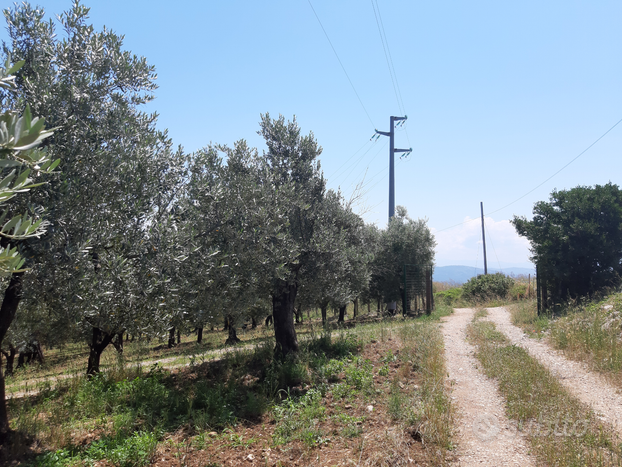 Eboli - Terreno uliveto di 2 ettari con fabbricato