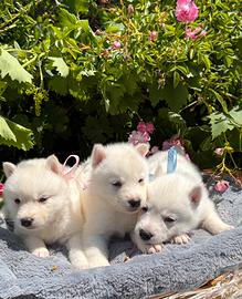 Siberian Husky con pedigree enci