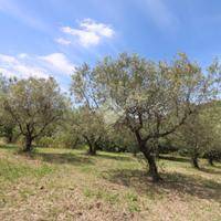TER. AGRICOLO A SALISANO