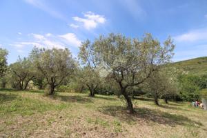 TER. AGRICOLO A SALISANO
