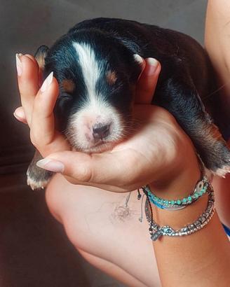 Cuccioli Bovaro Del Bernese