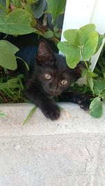 Gattini