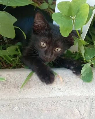 Gattini