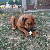 Adotta cane, Venere, ha 7 mesi