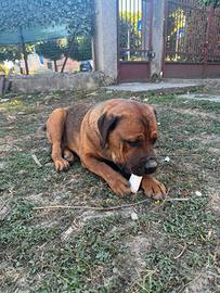 Adotta cane, Venere, ha 7 mesi