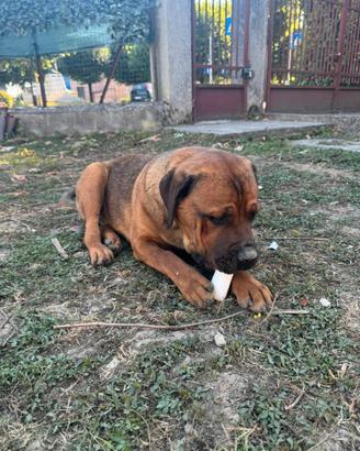 Adotta cane, Venere, ha 7 mesi