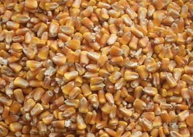 Mais in granella essiccato al sole