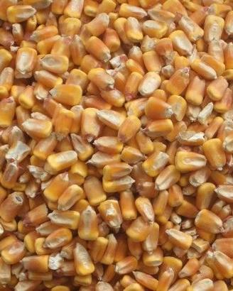Mais in granella essiccato al sole