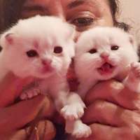 Cuccioli Scottish Fold e Straight con pedegree