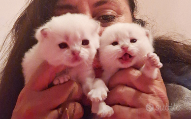 Cuccioli Scottish Fold e Straight con pedegree