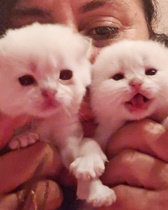 Cuccioli Scottish Fold e Straight con pedegree