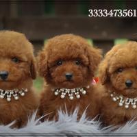 Barboncino toy red dark