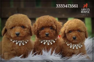 Barboncino toy red dark