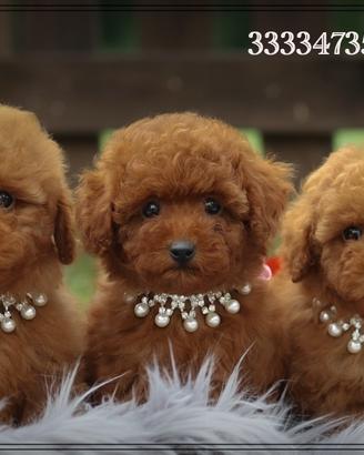 Barboncino toy red dark