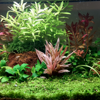 Piante Acquario
