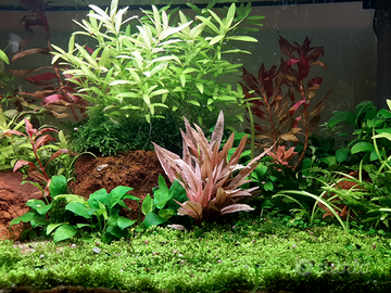 Piante Acquario