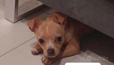 Cane Chiuhuahua pelo corto