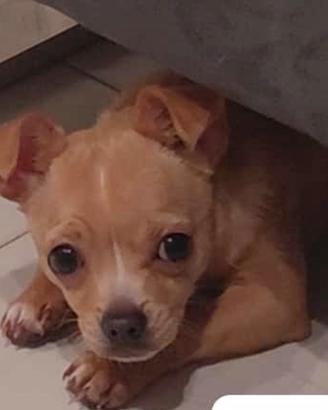 Cane Chiuhuahua pelo corto