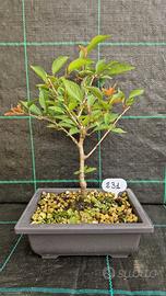 cercis canadensis bonsai Cercis canadensis 'Rising Sun' #7 at SPROUT HOME main image 1