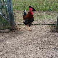 Gallo millefiori di Lonigo