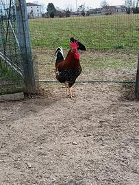 Gallo millefiori di Lonigo
