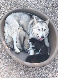 Cuccioli siberian husky