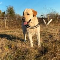 Labrador per monta