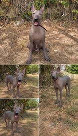 Splendido cucciolo di Xoloitzcuintli disponibile
