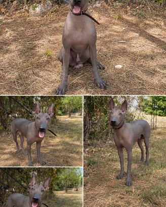 Splendido cucciolo di Xoloitzcuintli disponibile