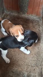 Cuccioli di beegle/segugio