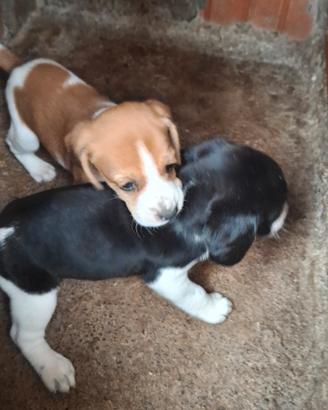 Cuccioli di beegle/segugio