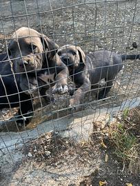 Cuccioli cane corso