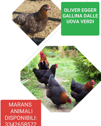 Galline