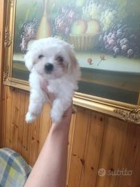 cucciola maltese 