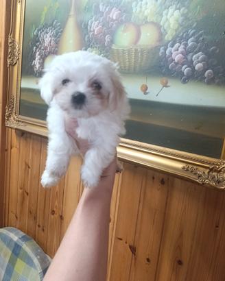 cucciola maltese 