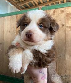 Australian shepherd