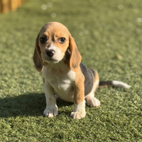 Beagle