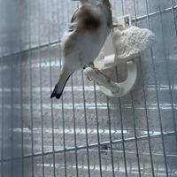 Cardellina Acianica mayor