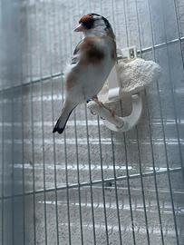 Cardellina Acianica mayor