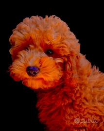 Barboncini maschio e femmina RED INTENSO