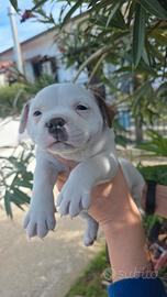 staffordshire bull terrier  pedigree enci