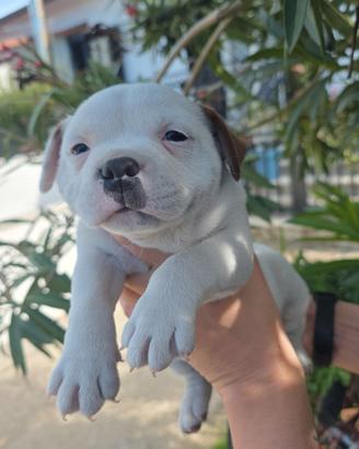 staffordshire bull terrier  pedigree enci