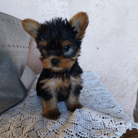 Yorkshire terrier