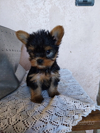 Yorkshire terrier