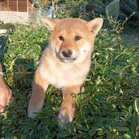 Cucciole di shiba