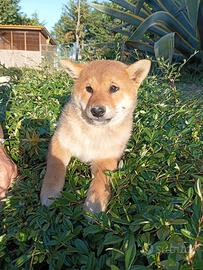 Cucciole di shiba