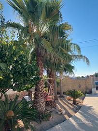 Palme