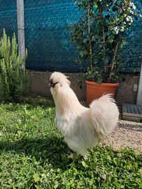 Gallo 