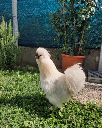 Gallo 