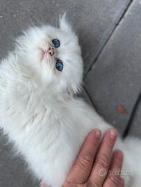 Disponibile splendidi cuccioli Highland Fold